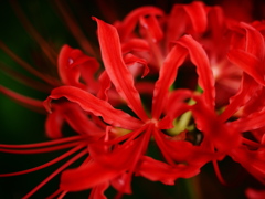 炎花