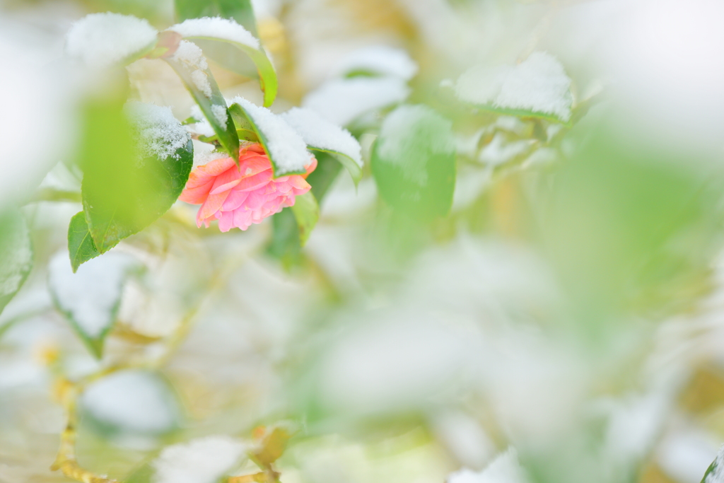 雪と遊ぶ花