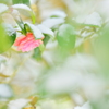 雪と遊ぶ花