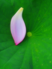 落花弁