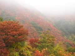 霧纏う秋山