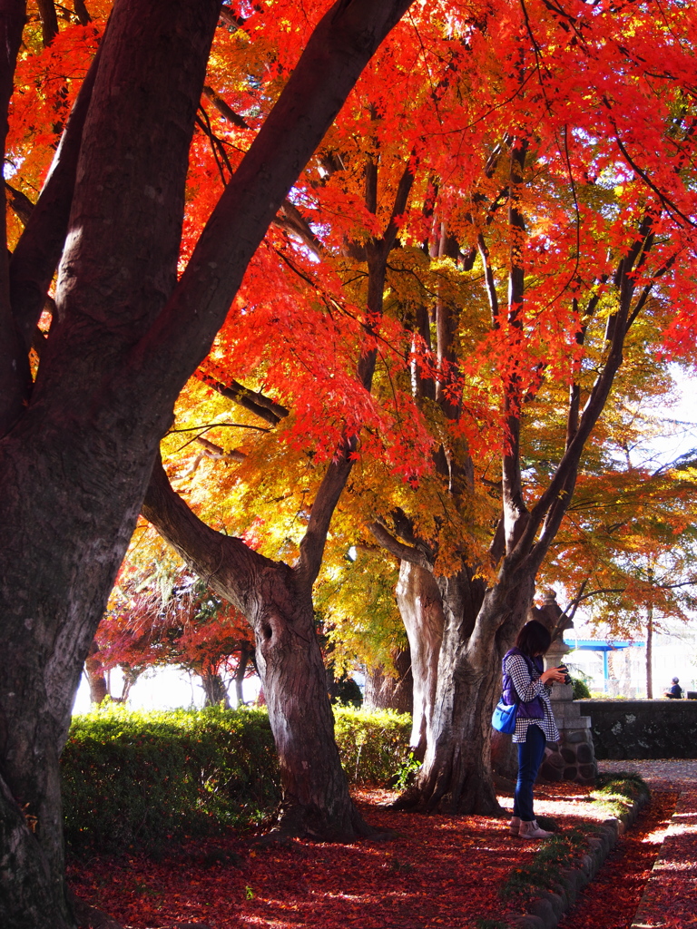 紅葉撮影カメラウーマン