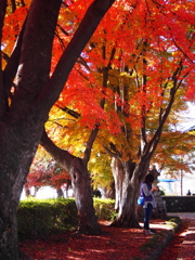 紅葉撮影カメラウーマン