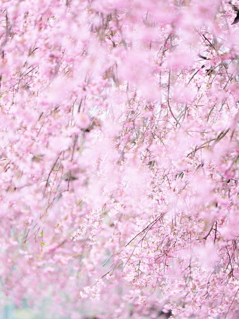 桜の雨