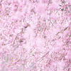桜の雨