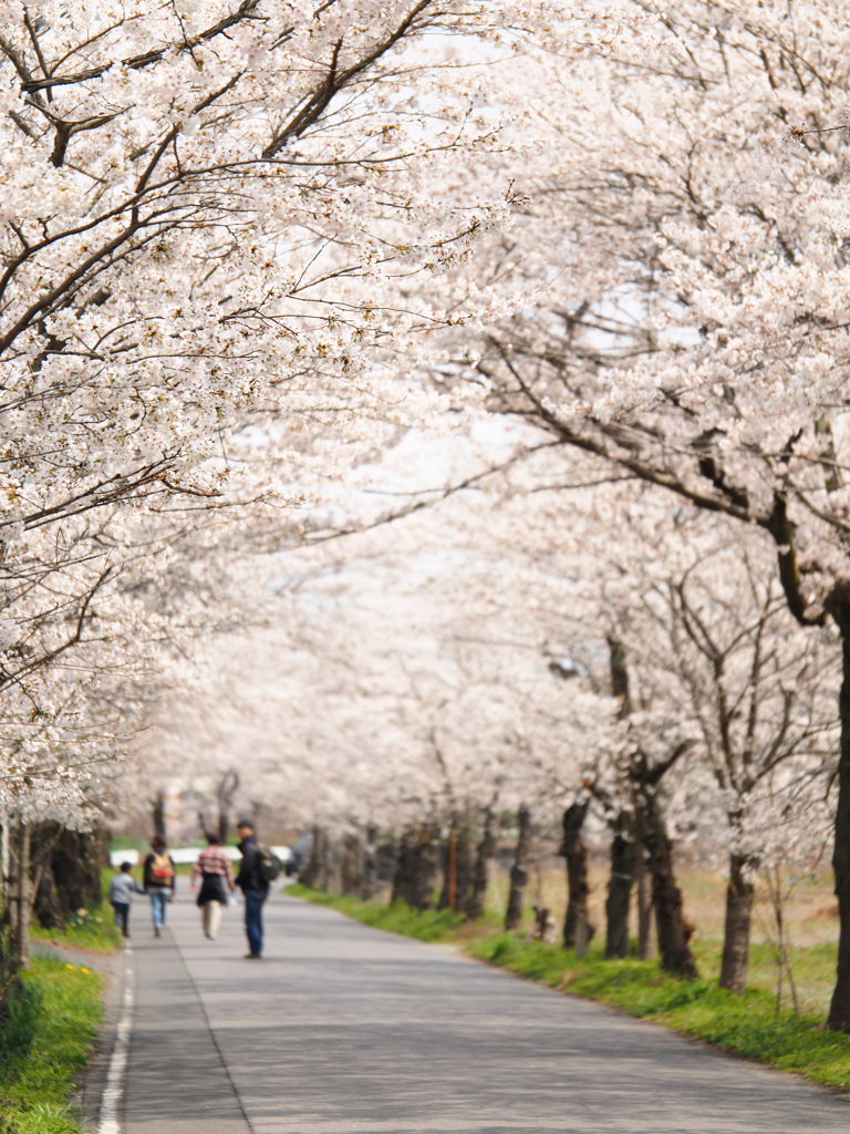 桜トンネル