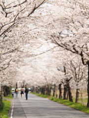 桜トンネル