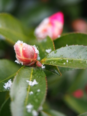 風雪に耐え