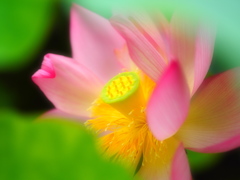 葉隠花