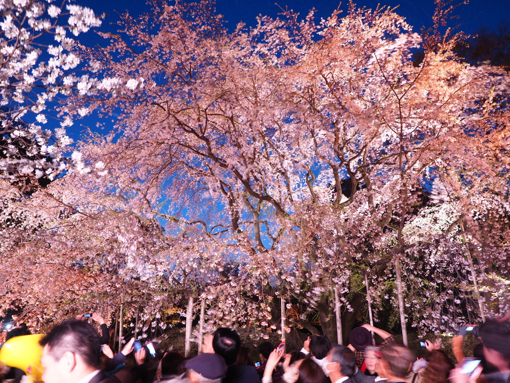 桜舞　－六義園の枝垂れ桜－