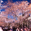 桜舞　－六義園の枝垂れ桜－