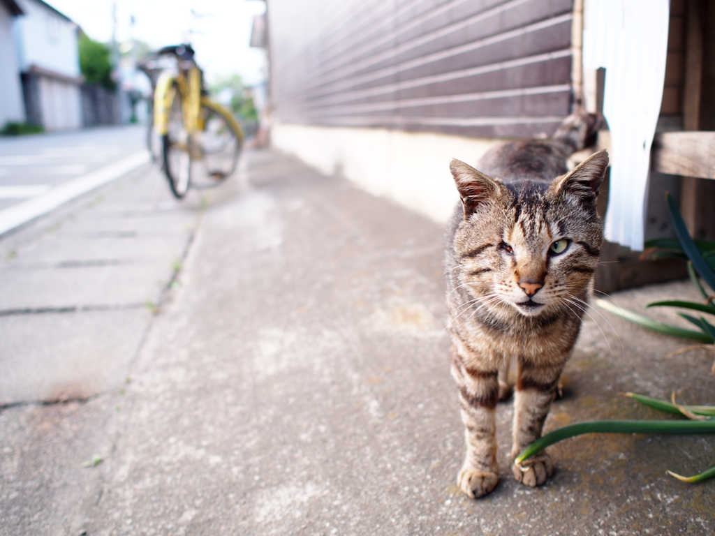 町の独眼竜