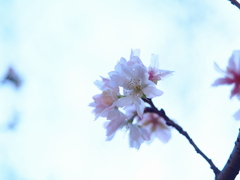 寒空見上げて　十月桜