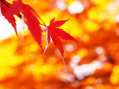 輝紅