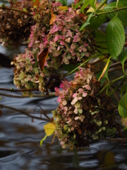 秋の枯れ紫陽花