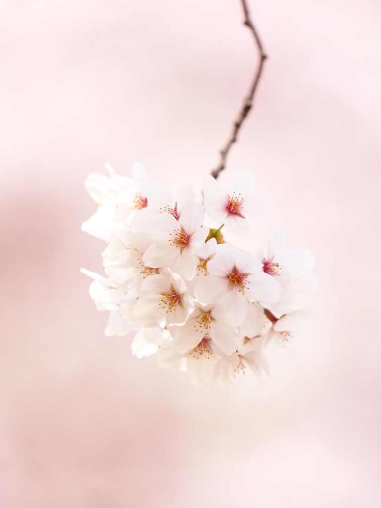 鞠桜