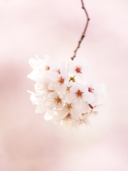 鞠桜