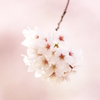 鞠桜