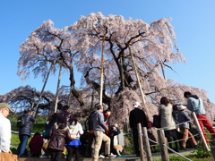 三春の滝桜　1