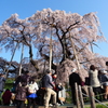 三春の滝桜　1