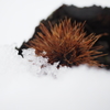 雪中の秋