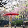 ikoi