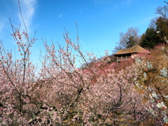 空と梅と春と