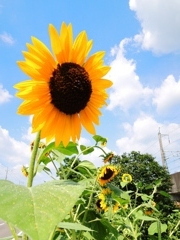 夏の風物詩