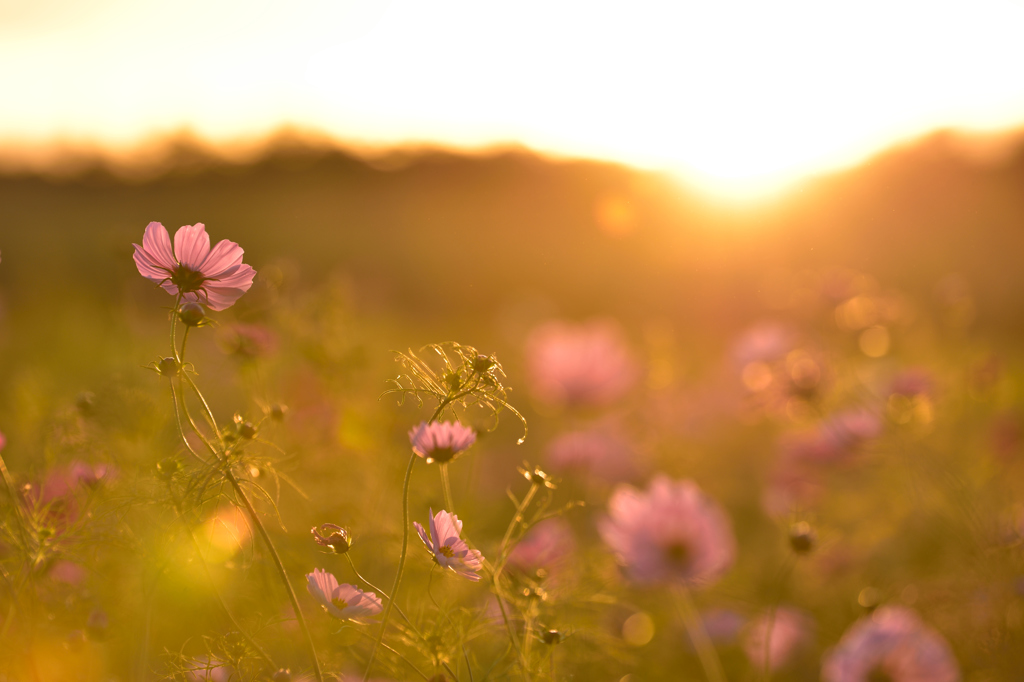 夕に染まる秋桜