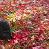 紅葉笠