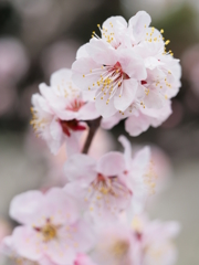春　湧き立つ