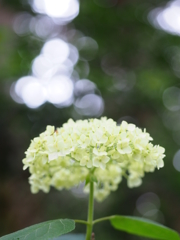 梅雨の賛歌