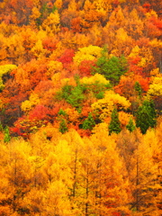 紅葉賛歌