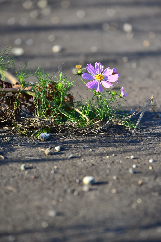 路上の花