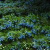 紫陽花山
