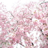 桜崩