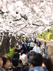桜道