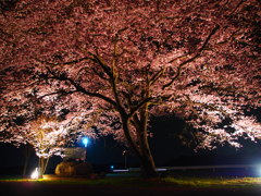 春の息吹