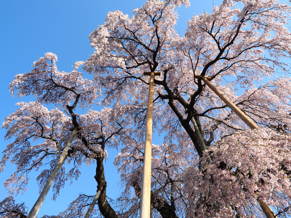 三春の滝桜　2