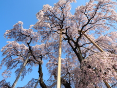 三春の滝桜　2