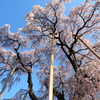 三春の滝桜　2