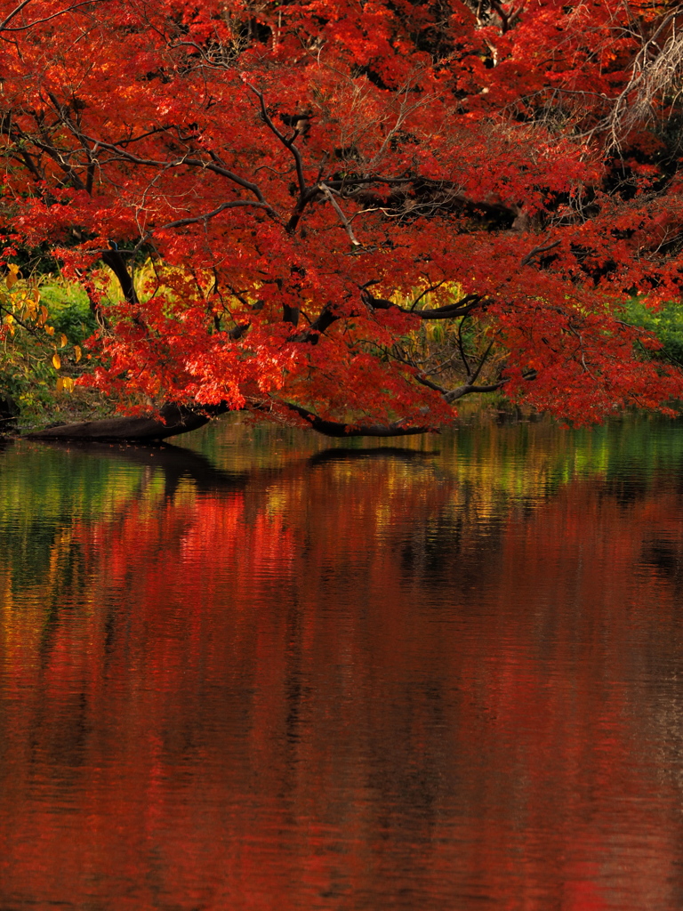 紅き水面