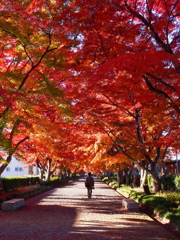 もみじトンネル