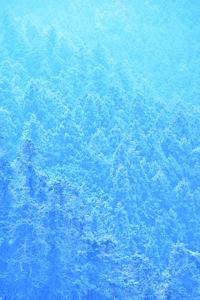 蒼雪の森