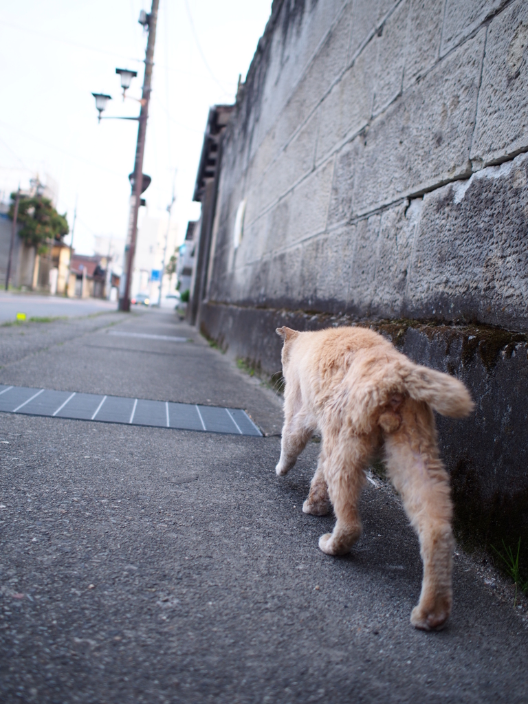 我が道をゆく