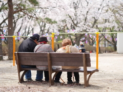 桜友達