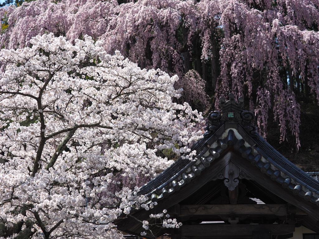 双流桜