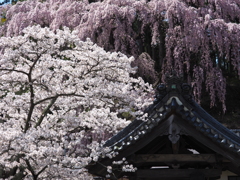 双流桜