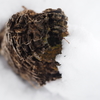 雪朽樹
