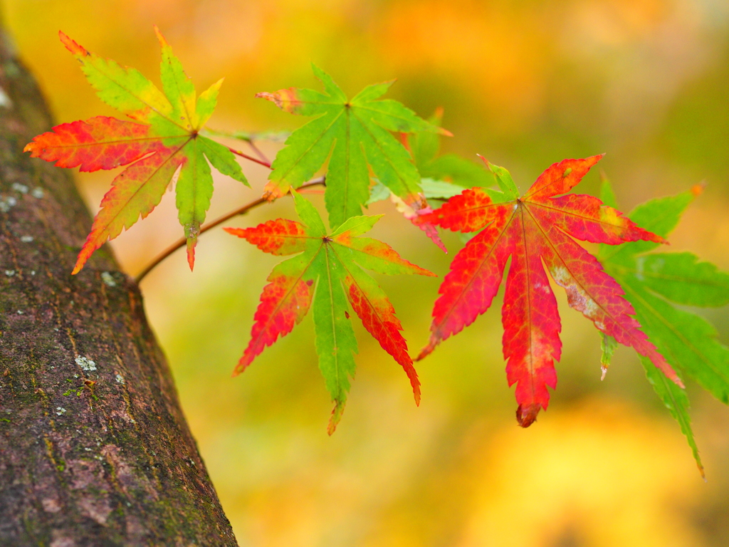 紅染